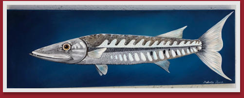 "Barracuda", 18 x 36  -commisioned by a diver for their home in Mass.