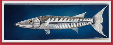 "Barracuda", 18 x 36  -commisioned by a diver for their home in Mass.